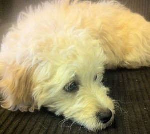 Pearl, a fluffy white Malti-poo, looking sad.